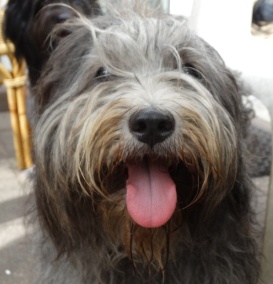 Schapendoes Kennel Van Meer En Vaart Amsterdam True Bred Pedigree Dogs Puppies Breeder