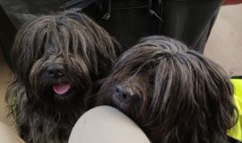 Moira en Dione op reis