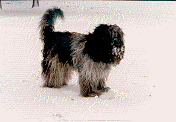 Amigo in de sneeuw.