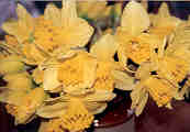 narcissen voorjaar 2007