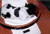 precies 1 week oud