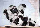 3 weken oud