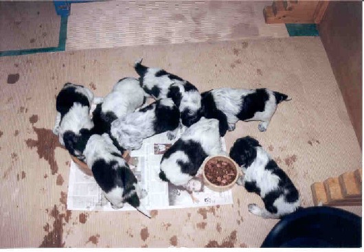 4 weken oud