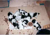 4 weken oud