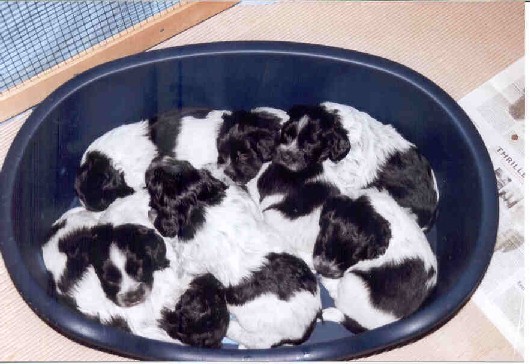 4 weken oud