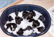 4 weken oud