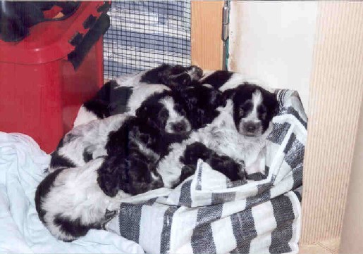 5 weken oud