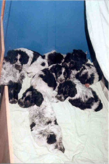 6 weken oud
