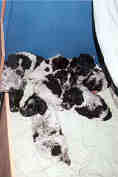 6 weken oud