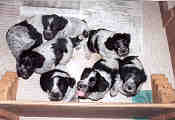 6 weken oud