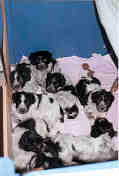 6 weken oud