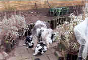 6 weken oud