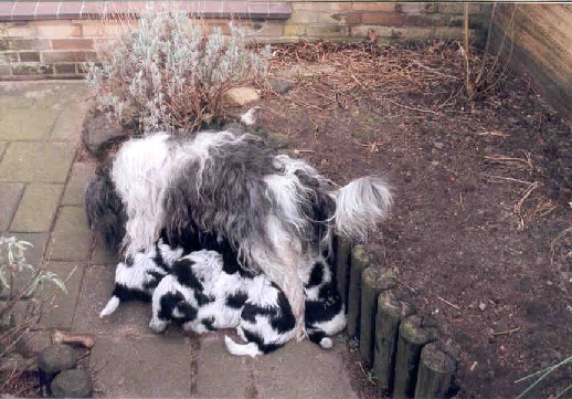 6 weken oud