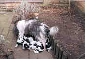 6 weken oud