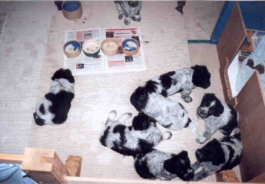 7 weken oud