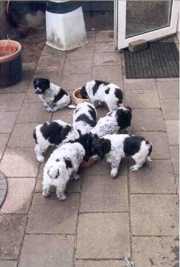 7 weken oud