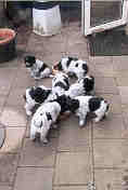 7 weken oud