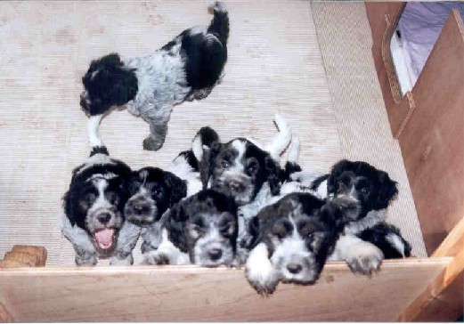 7 weken oud