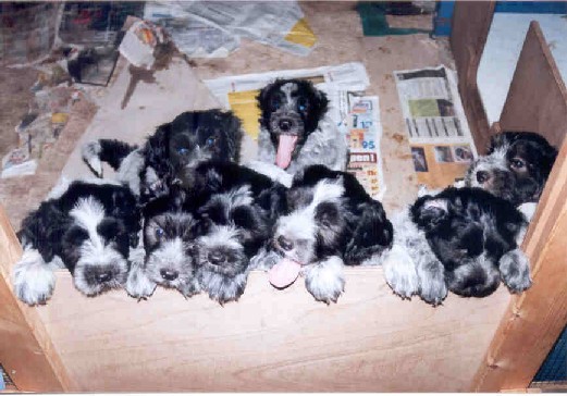 8weken oud