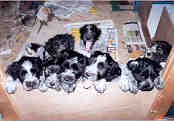 8 weken oud