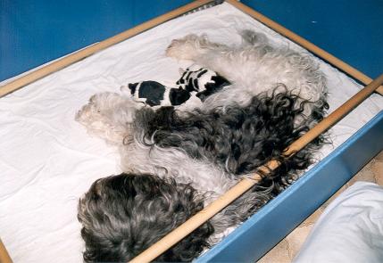 schapendoes pup